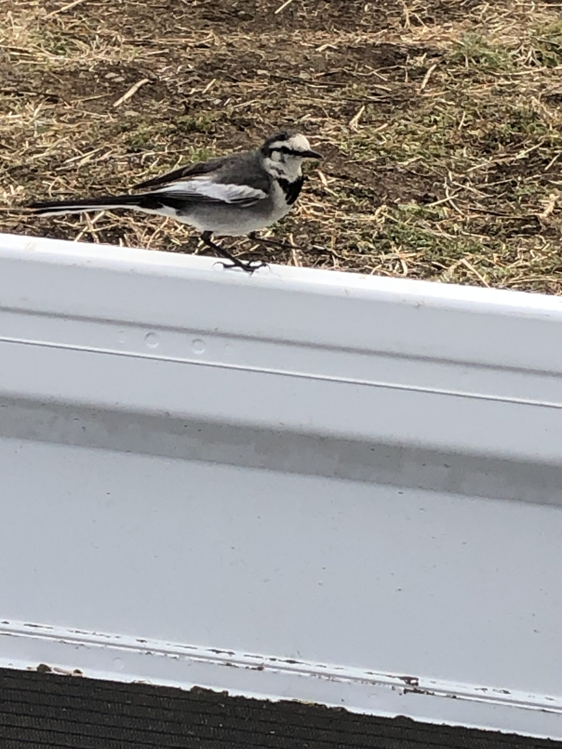 畑で遊ぶ鳥